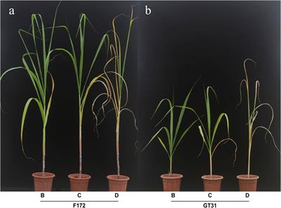 Comparative transcriptomic analyses of two sugarcane Saccharum L. cultivars differing in drought tolerance